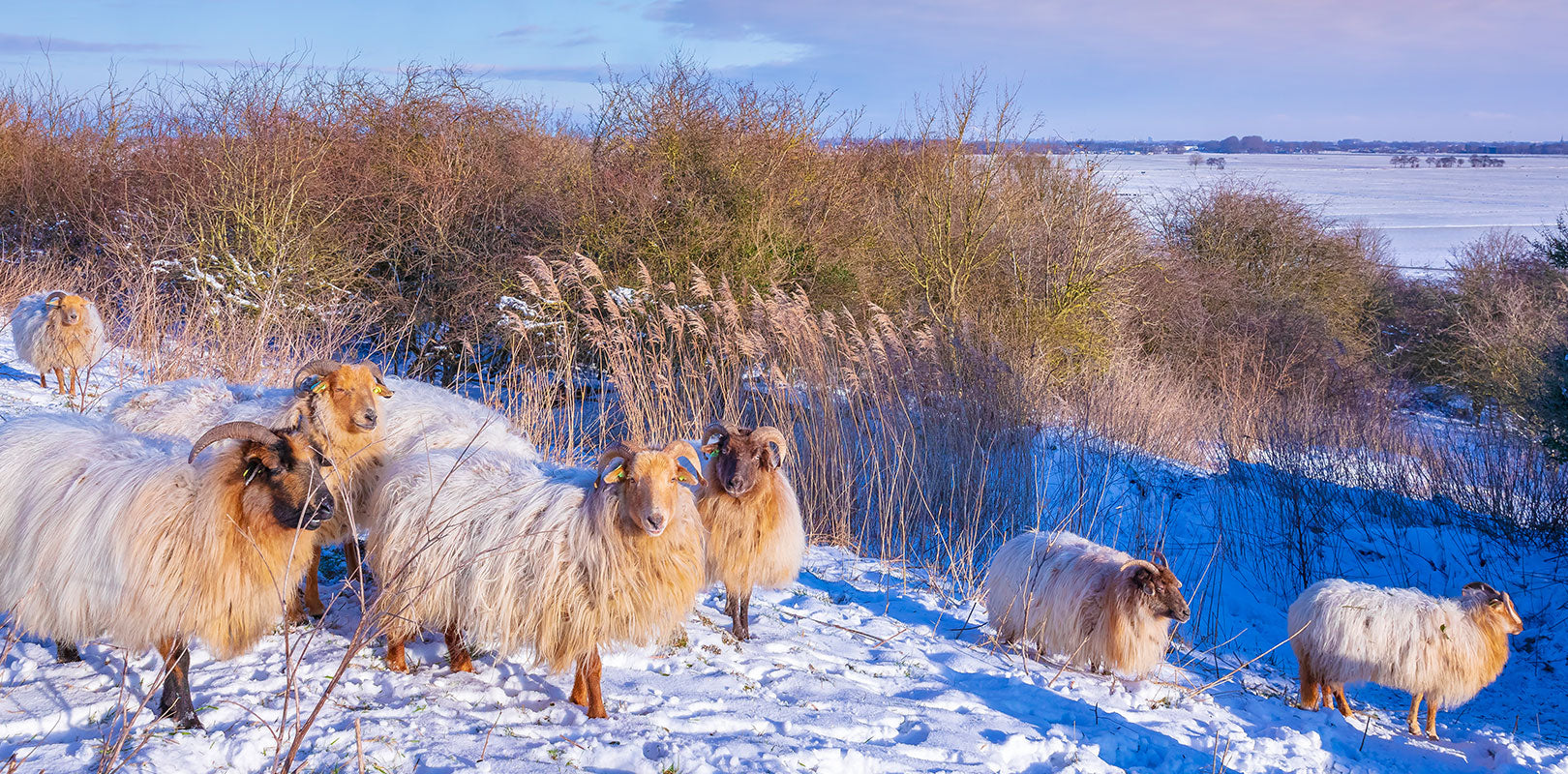 Bestel taarten naar Zoetermeer!